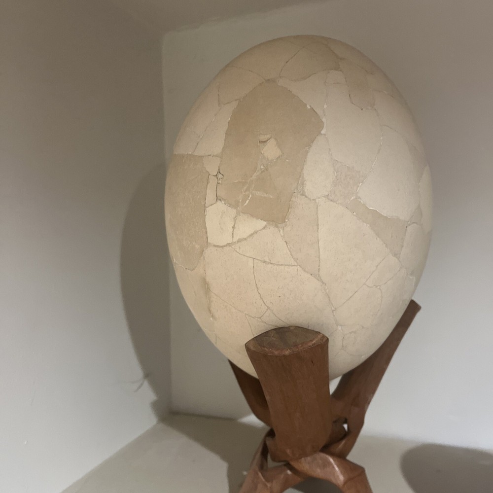 Reconstructed Elephant Bird Egg