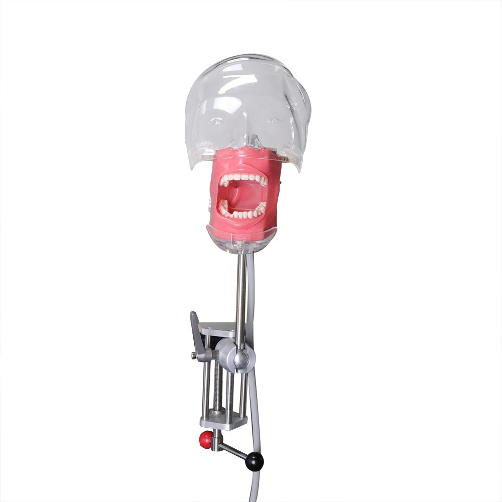 Dental Simulator Mannequin Head Teeth Model Teaching Practicing Head Mold desk