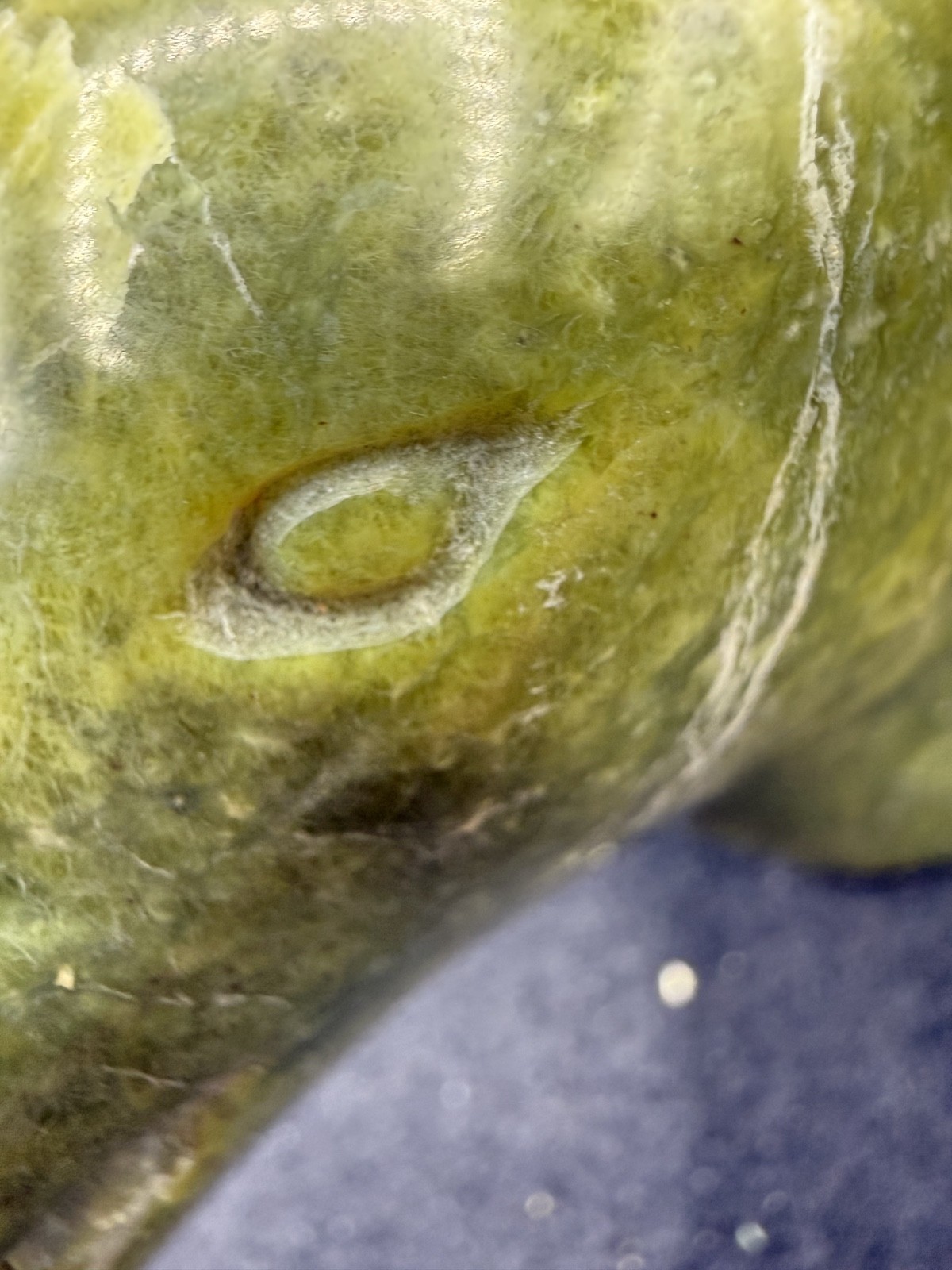 INUIT CARVED BEAR HEAD BY MOSHE KELLY carved serpentine