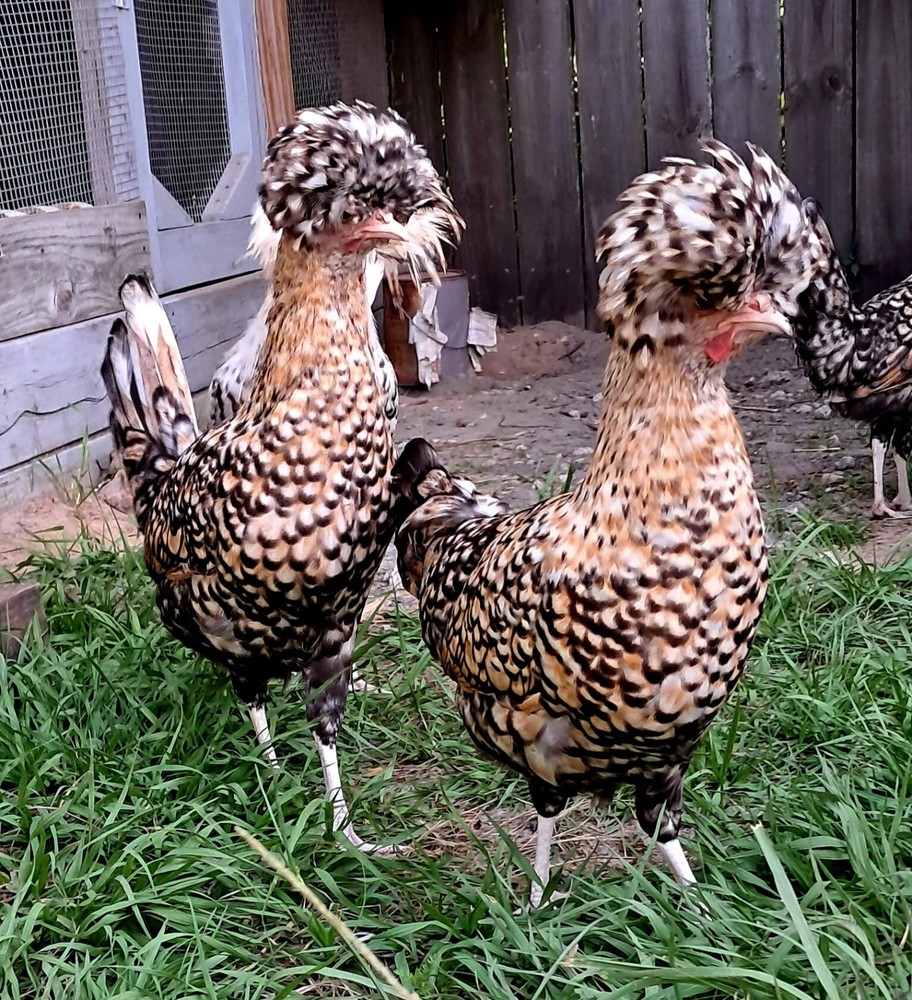 6 Candy Corn Polish Chicken Hatching Eggs *NPIP & AI CLEAN*