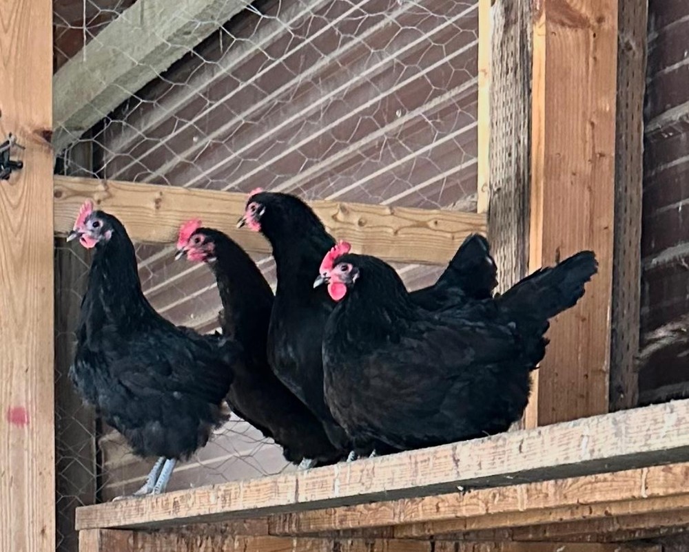 12 Black Australorp Hatching Eggs