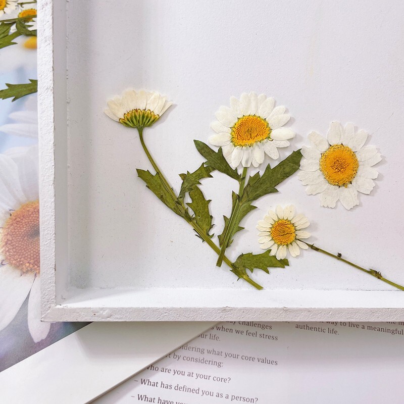 12PCS Real Pressed Dry Daisy with leaves stem for art Craft FHT12