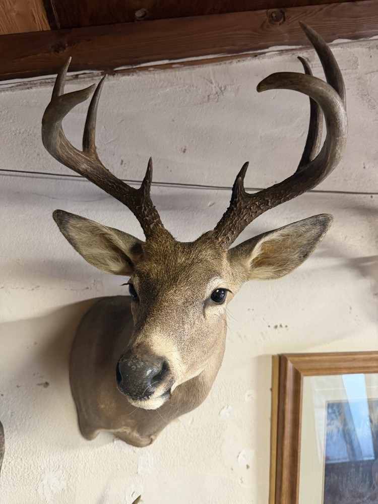 9 point Coues Whitetail Deer