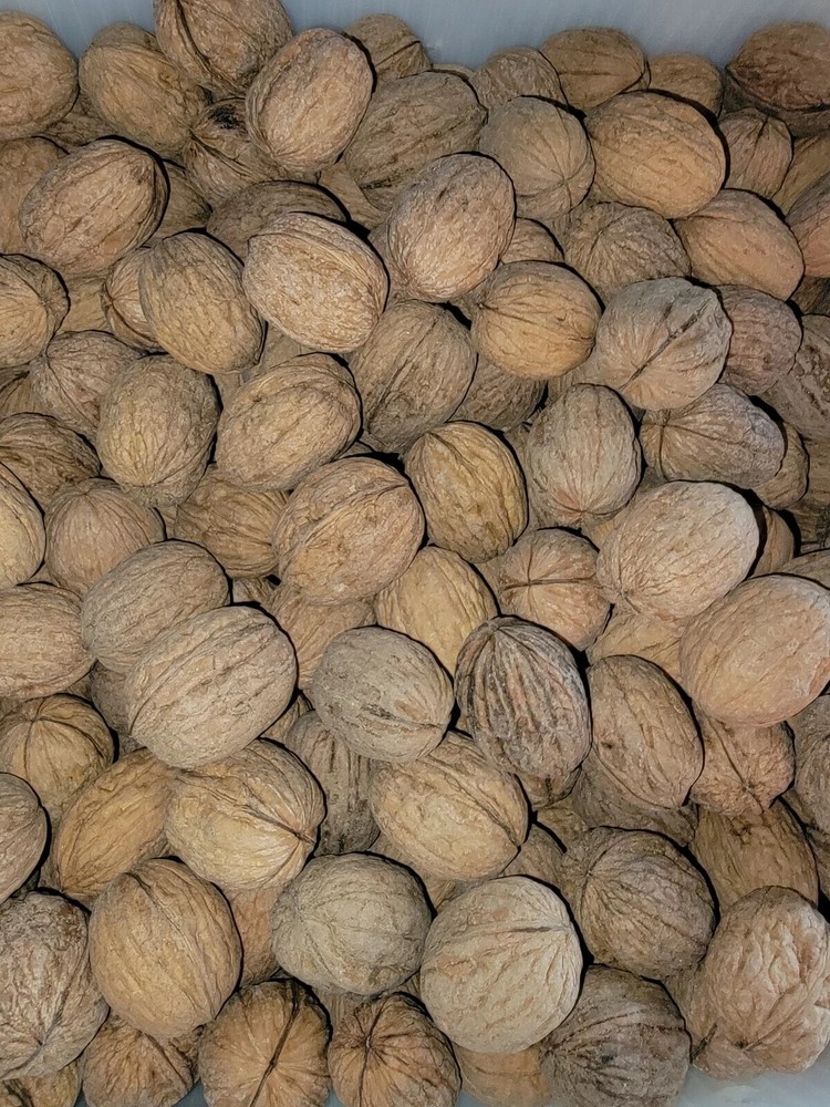 Raw In-Shell Walnuts Whole 16oz, see description