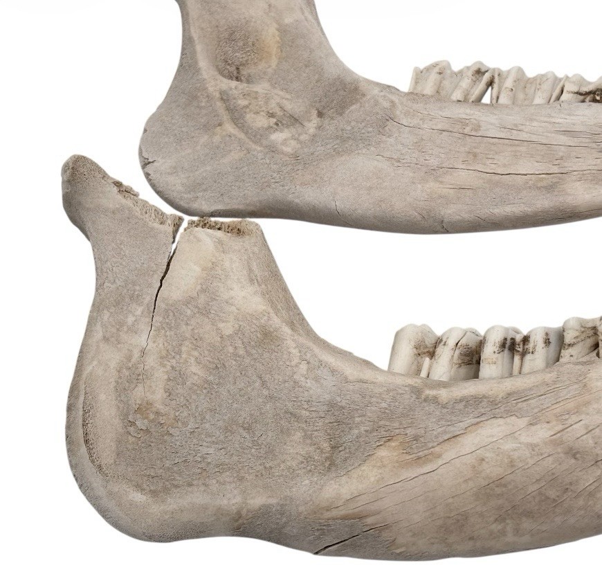 2 Bull Jaw Bones