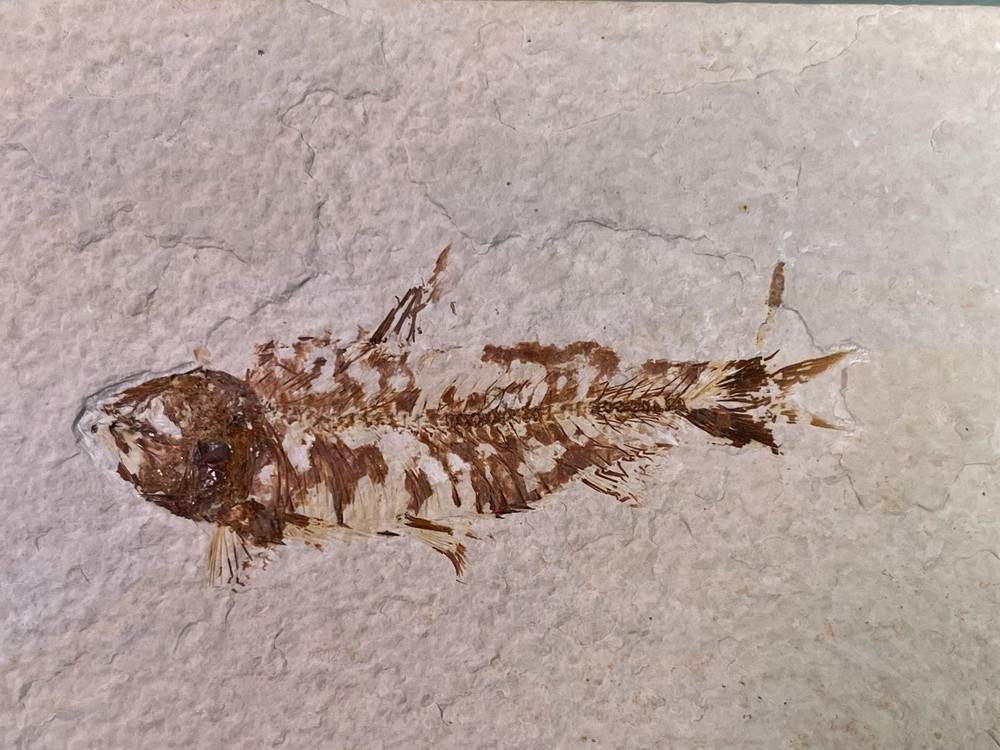 Fossilized Fish on Slab