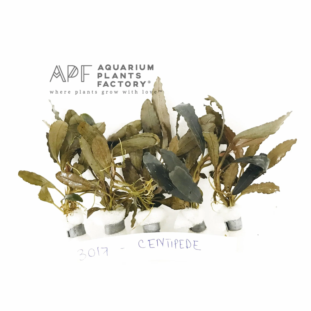 Bucephalandra Centipede | Buce Aquarium Plants Factory®