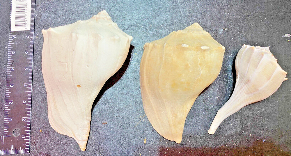 South West Florida Beach Shells Conch Shells 3 Conch Shells Various Sizes