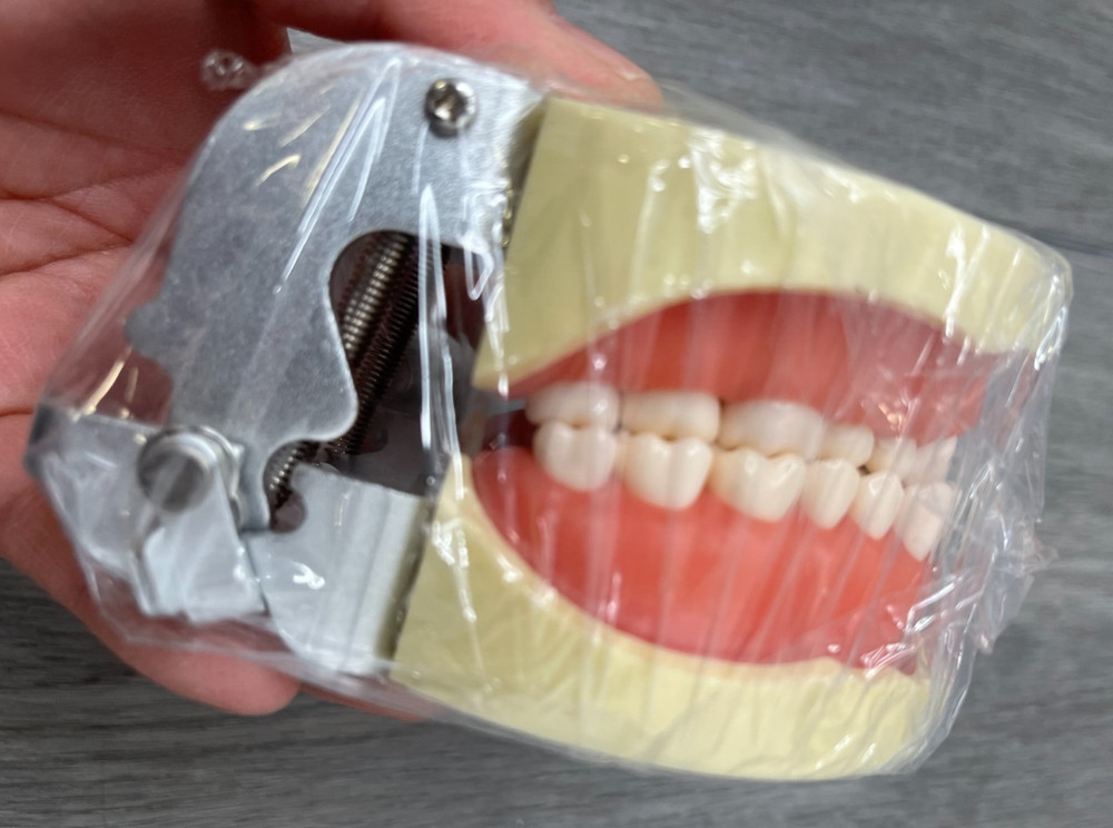 Dental Typodont Teeth Model Suitable for Teaching, Practice, Study (Model Only)
