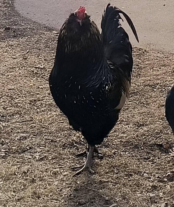 1 dozen+3 Rainbow Hatching Eggs