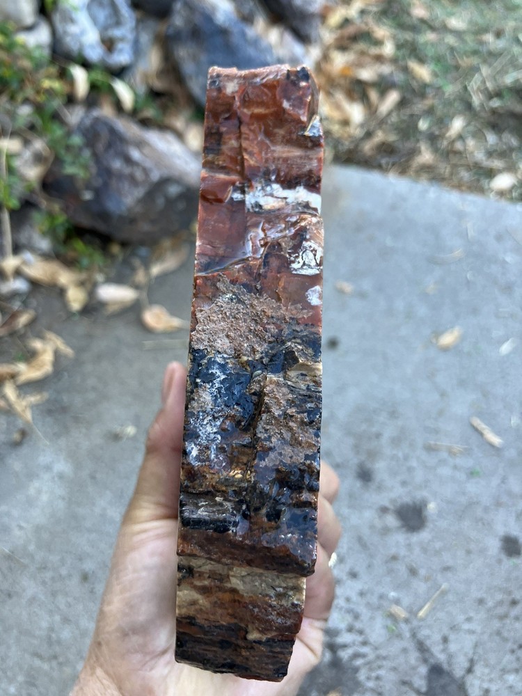 Arizona Petrified Wood