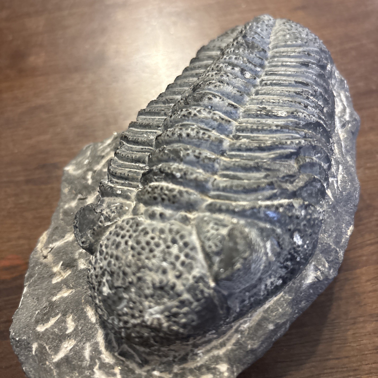 Trilobite In Matrix Paleozoic Fossil 300 Million Yrs Large
