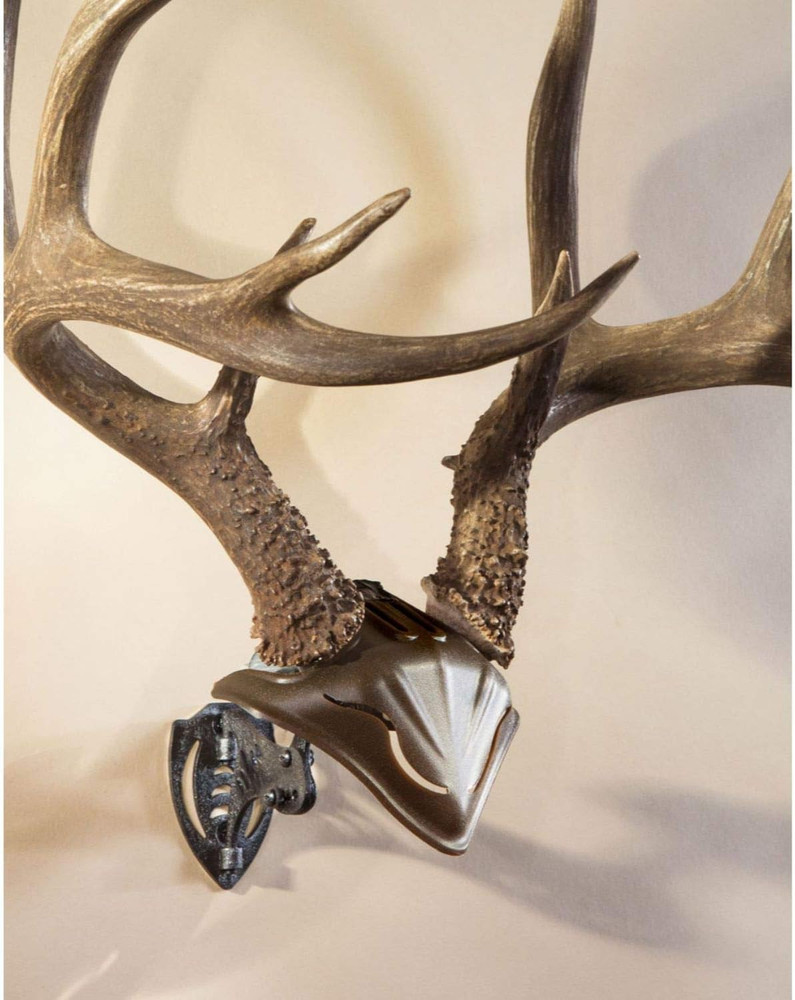 Skull Hooker Bone Bracket European Trophy Mount with Skull Cap Included – Perfec
