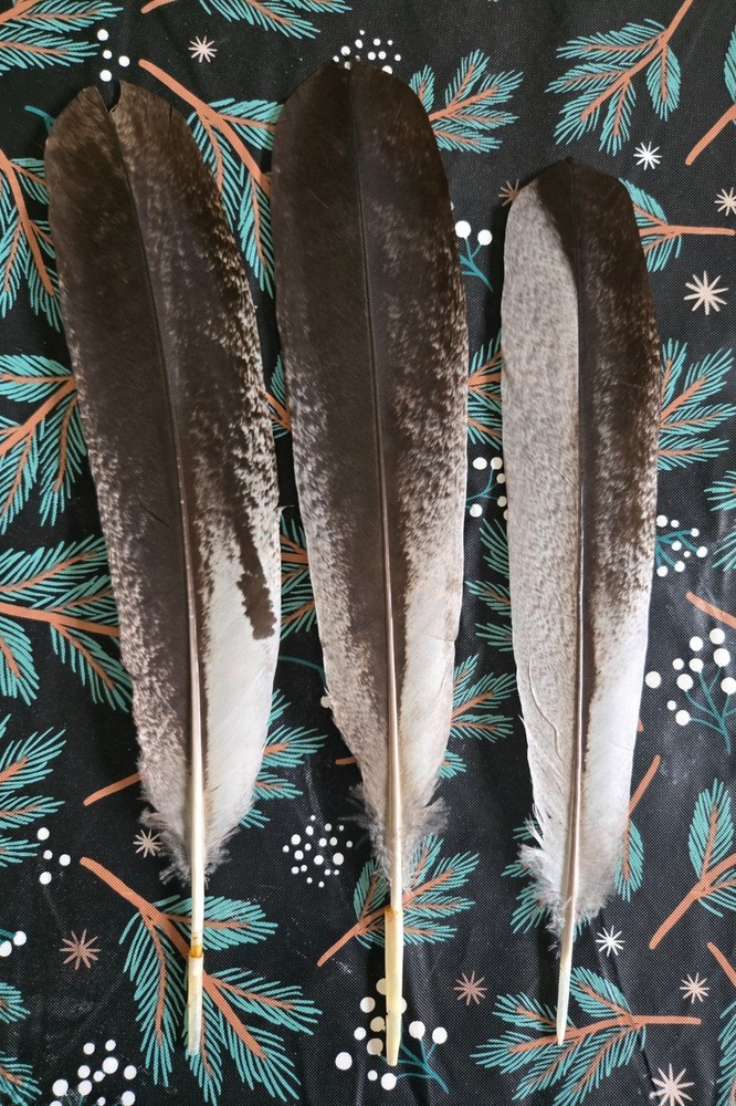 simulated replica eagle feathers native american regalia