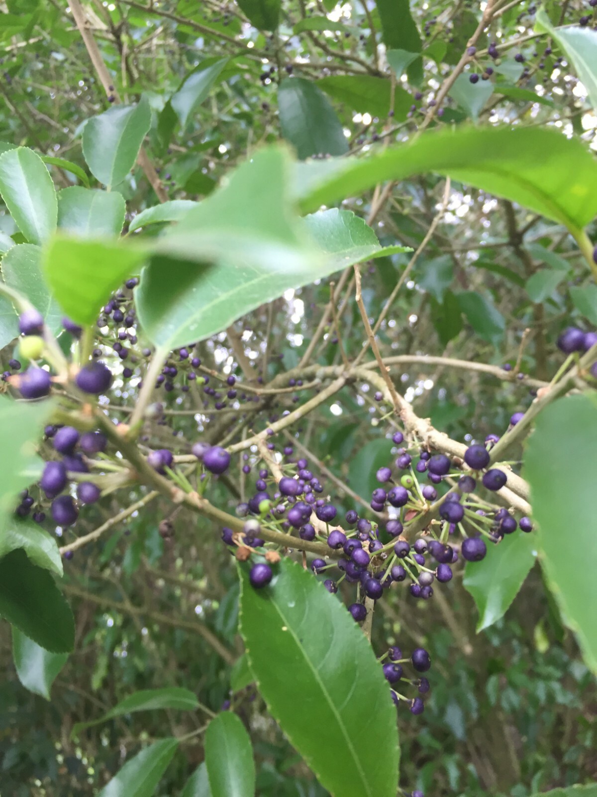 Mahoe - 50 seeds - Melicytus ramiflorus - Whiteywood - NZ Native