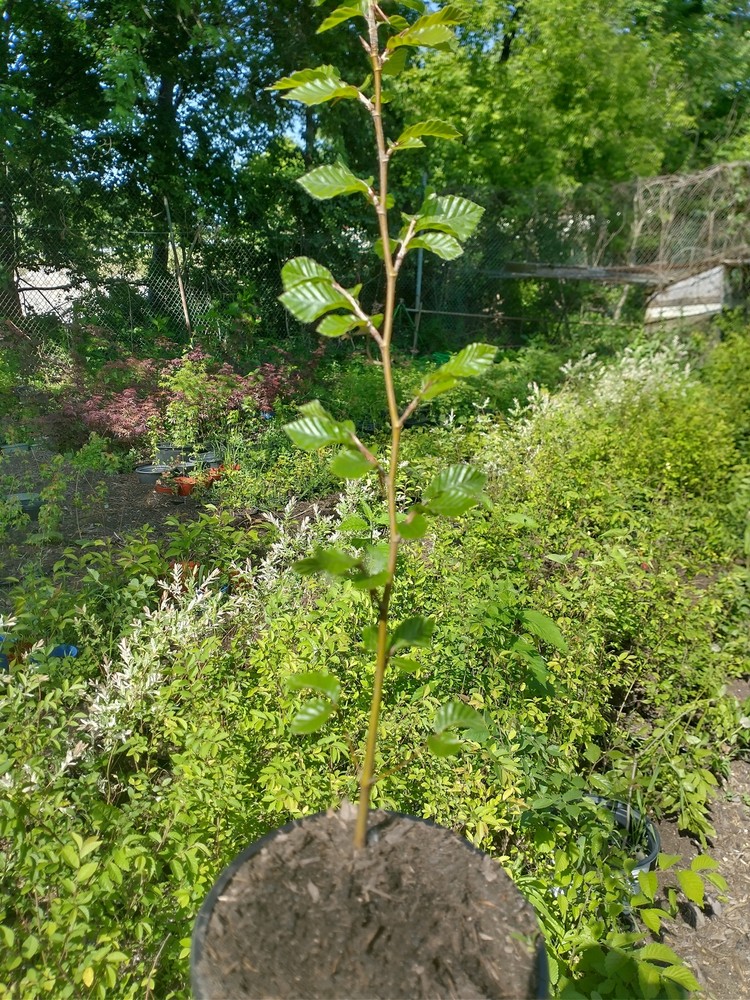 European Beech (Fagus sylvatica)