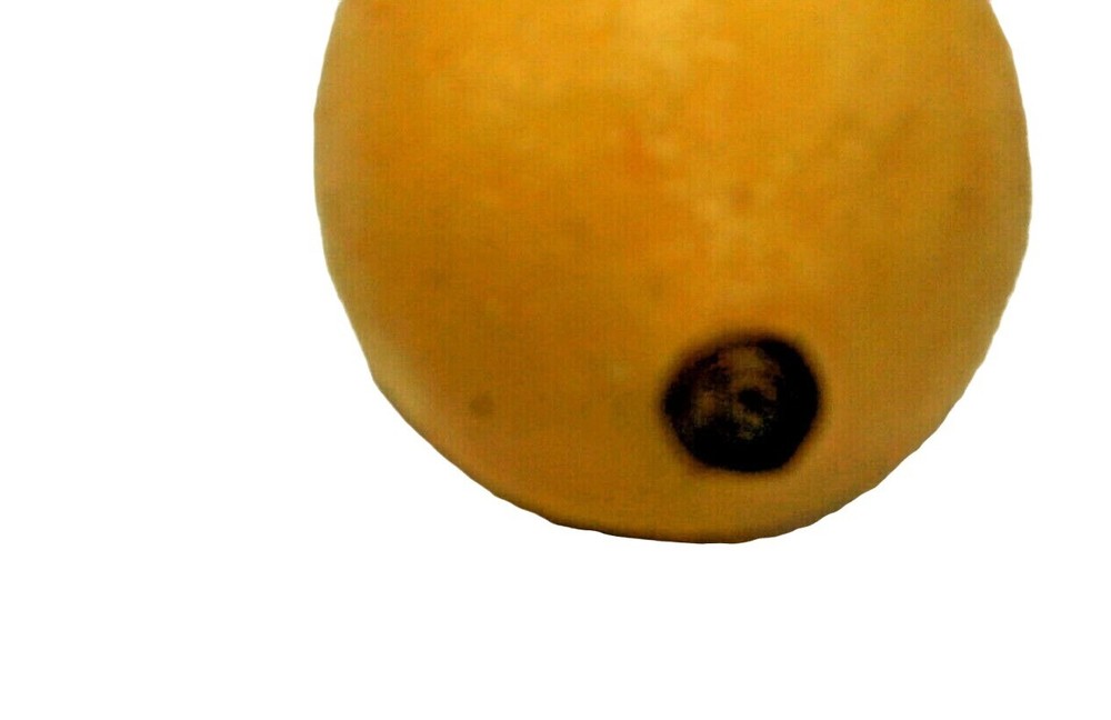 Artificial Lemon Plastic Fruit