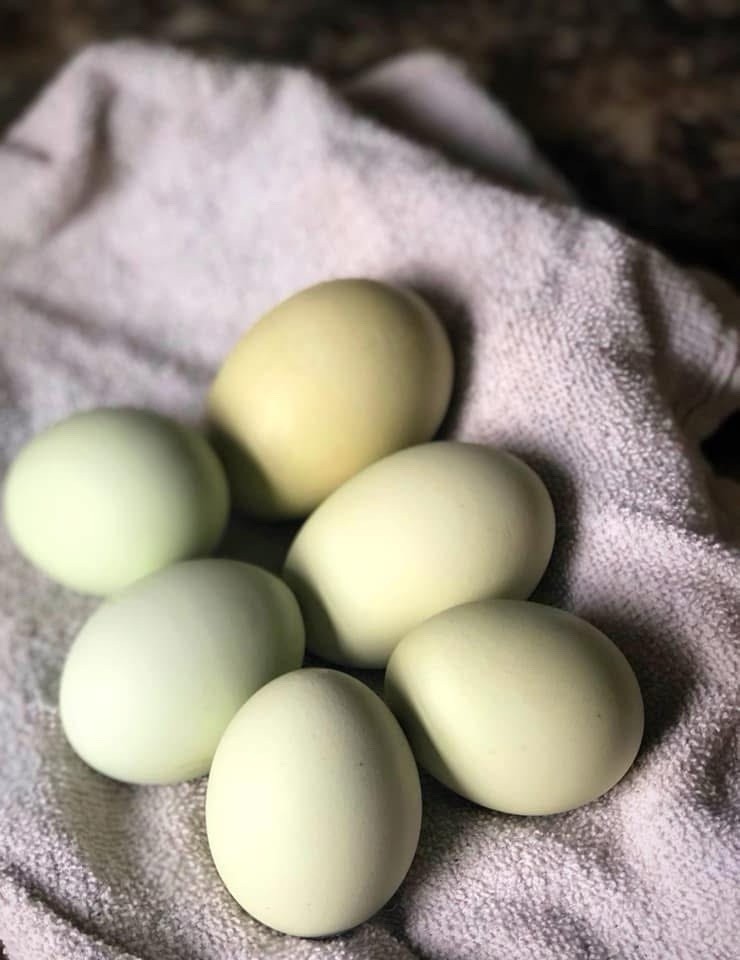 18+ Multi-Generational Olive Egger Hatching Eggs F1-F3