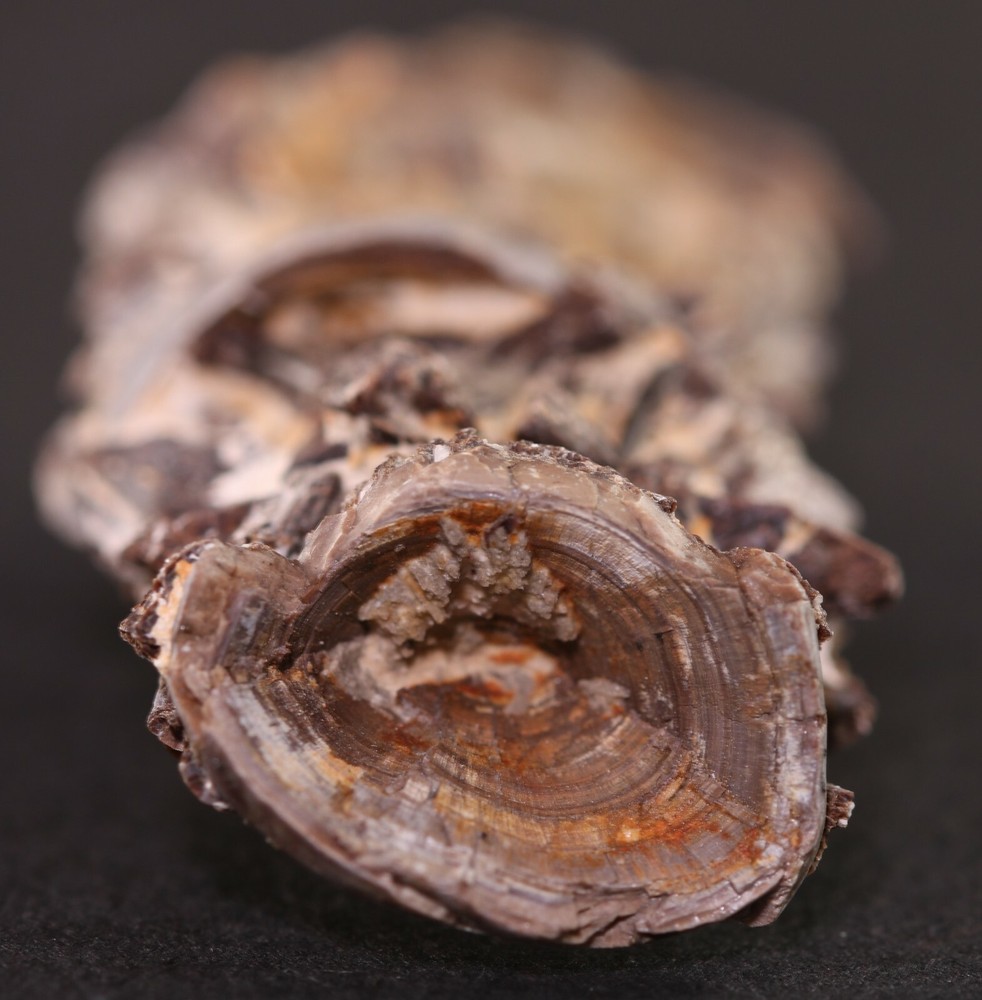 Fossil Fish Ichthyodectes Multiple Vertebrae Cretaceous Kansas COA #3307