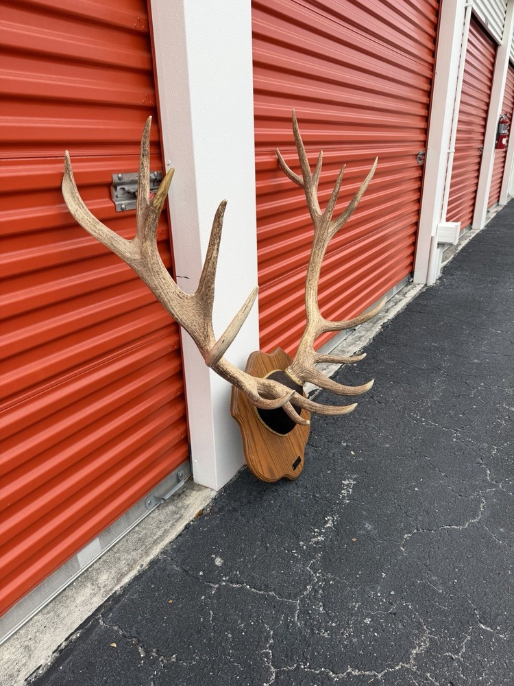 Red Stag Trophy Mount