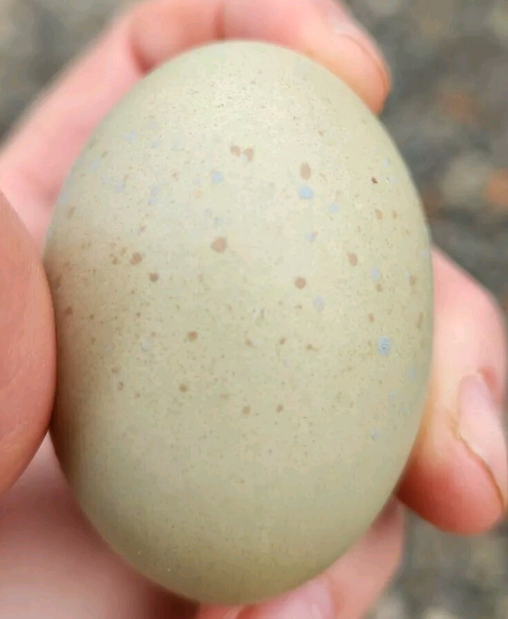 Easter Egger DOZEN HATCHING EGGS Pink, Blue, Green, Olive, Moss, Chocolate Etc