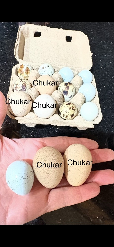 6 Chukar Fertile Hatching Eggs