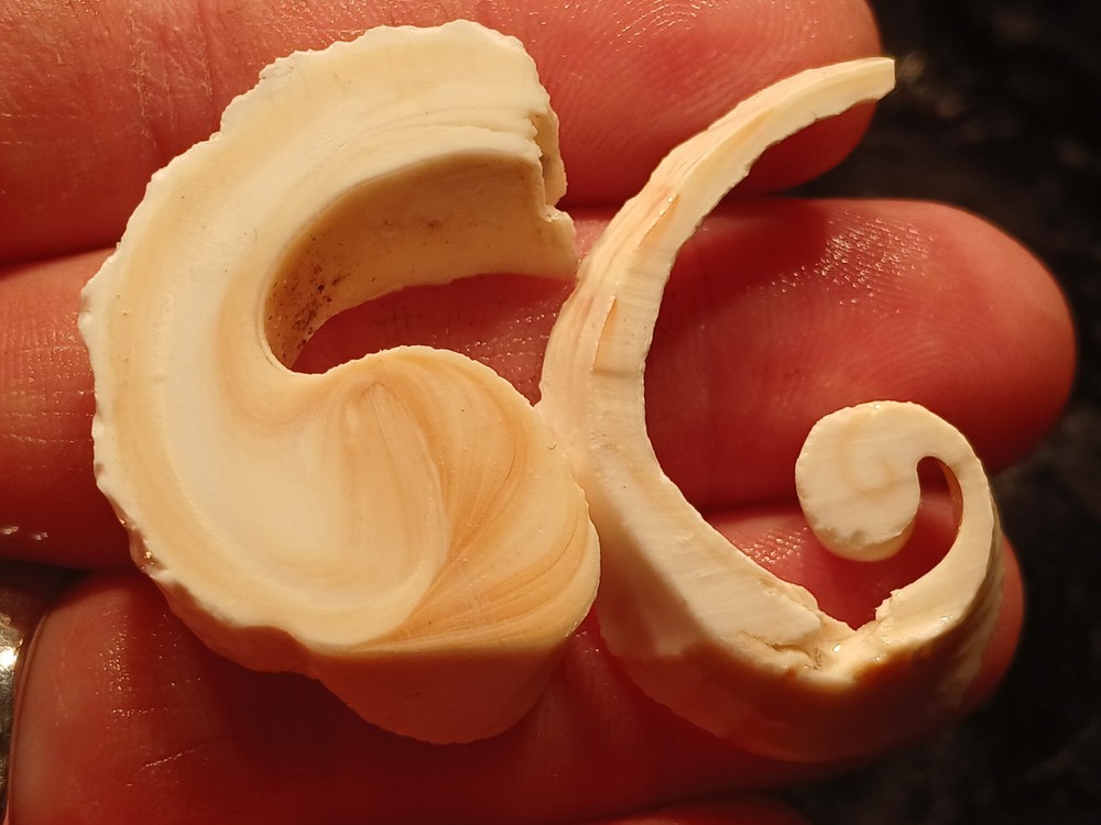 Shell Spiral Slices Lot