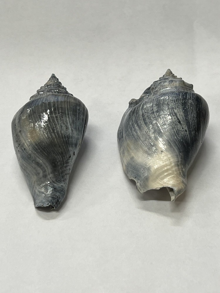 RARE Fossilized FIGHTING CONCH Shells (2) From Central Florida - Pliocene Era