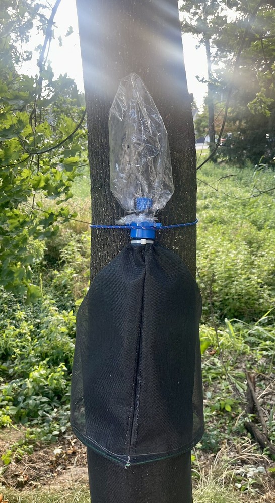 Spotted Lanternfly Trap