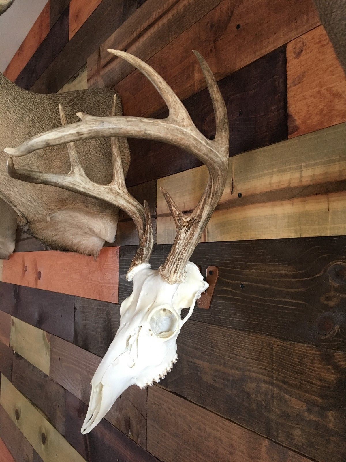 Amazeen Outdoors Flush Mount European Skull Hanger Deer Hook Metal Steel