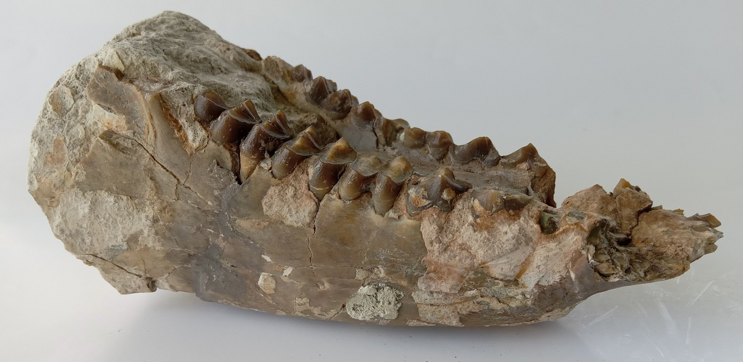 Camel Jaw Teeth Fossil From Badlands South Dakota