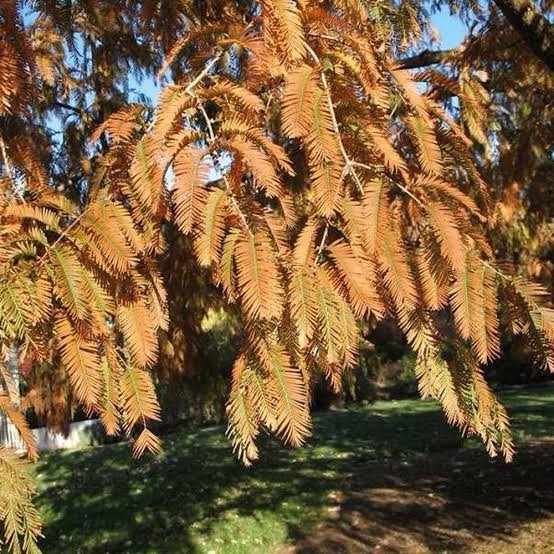 Dawn Redwood Tree 2ft Tall Now Live Tree