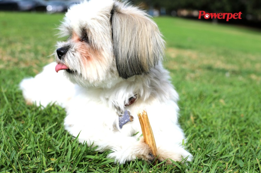 Powerpet- All Natural Bully Sticks Steer "Thin" 6inch-BRC CERTIFIED