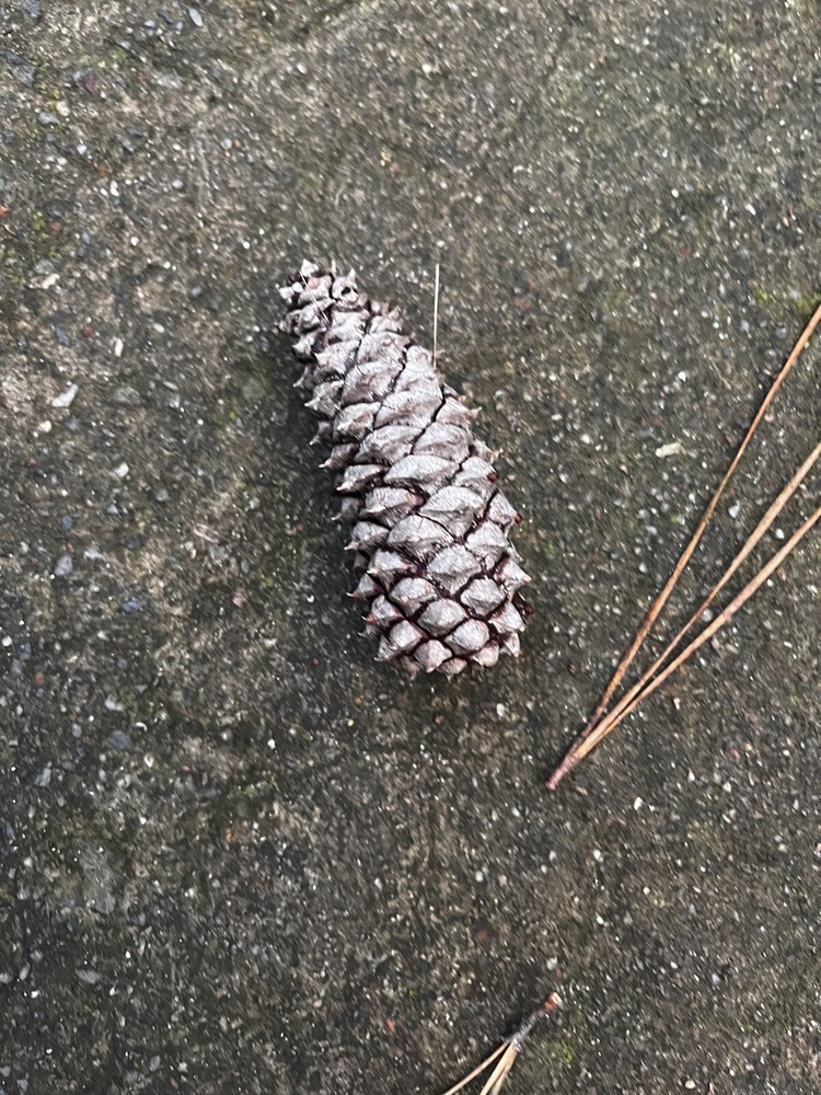 literally just a pinecone