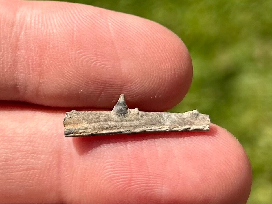 Texas Fossil Fish Jaw Cretaceous Age