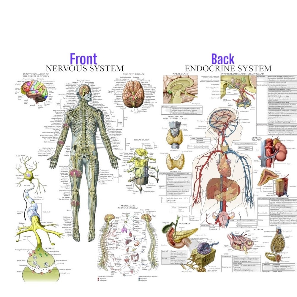 Laminated Anatomy Poster  Anatomical Chart Nervous System & Endocrine System