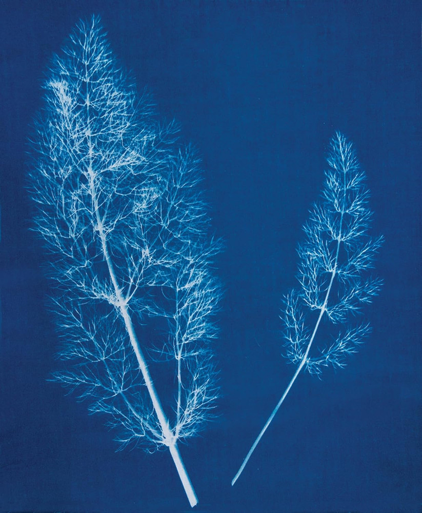 Cyanotype Sensitizer Set