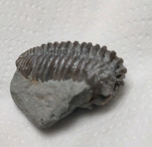 Fossil Trilobite State Unknown 7.7 Grams