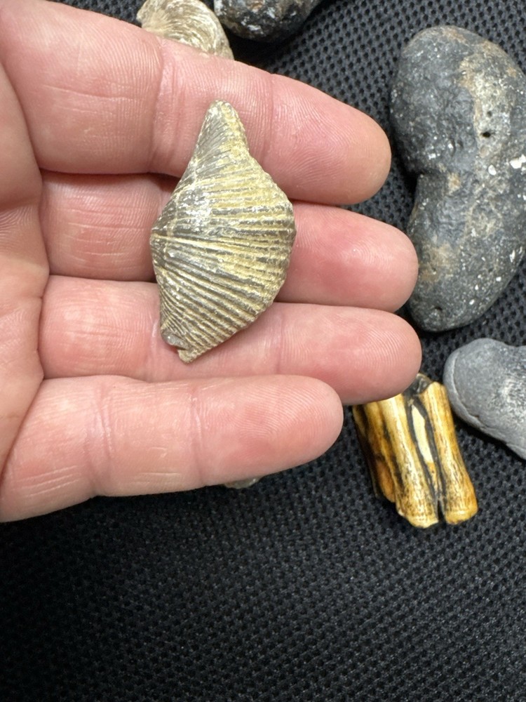 fossil collection lot From Southeastern Us