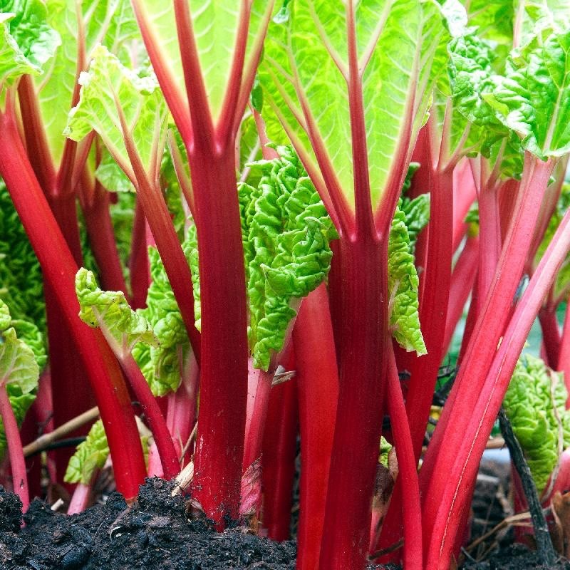 5 Victoria Rhubarb Bare Root -Rheum rhabarbarum