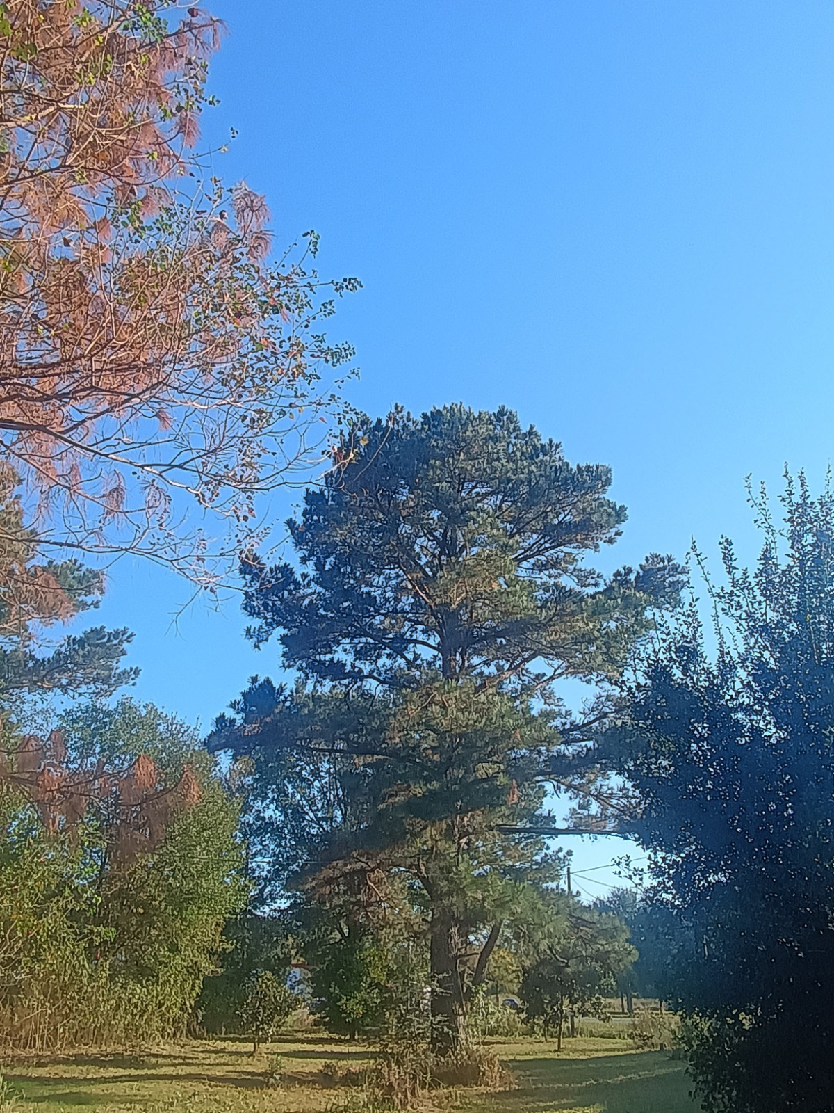 Louisiana Cajun Native LongLeaf Pine Needles 2 Pounds Garden Mulch Art Craft⚜️