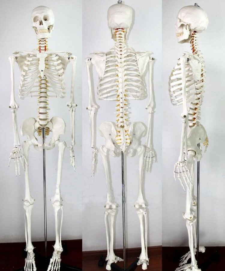 Education Model Anatomical Human Skeleton Nurse Training Display Teach Lab Study