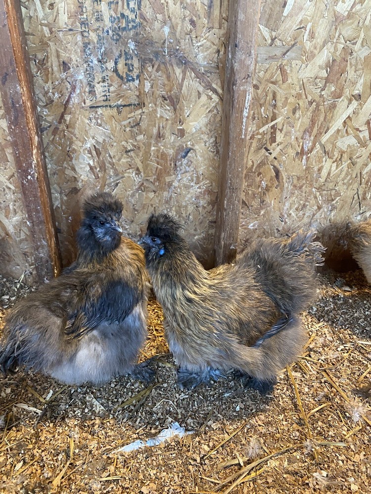 6 Purebred Bearded Silkie Hatching Eggs