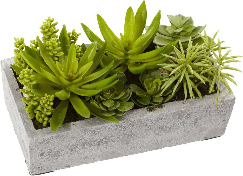 Succulent Garden with Concrete Planter