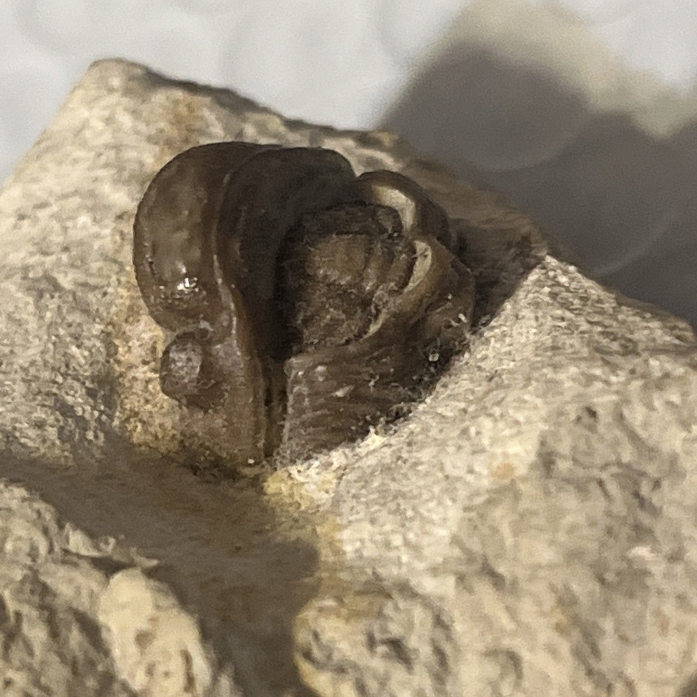 Authentic Trilobite Fossil
