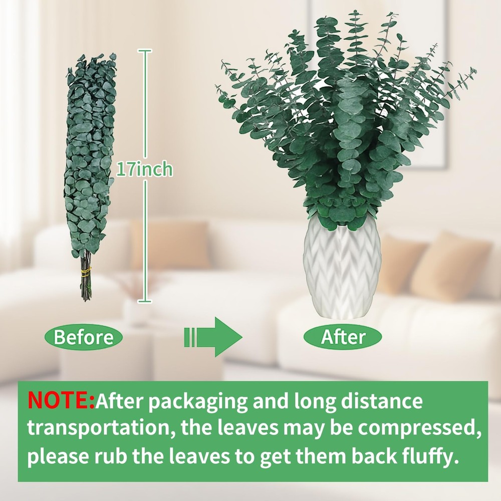 12PCS Dried Eucalyptus Bundle 17'' Real Eucalyptus Stems 100% Natural Fresh L...