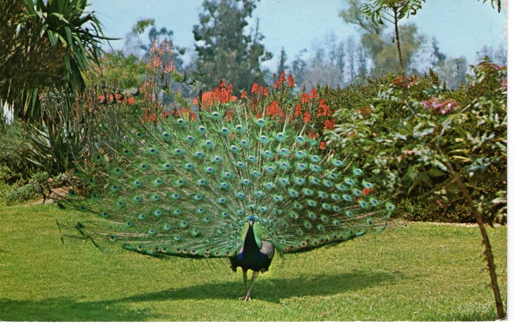 LOS ANGELES STATE & COUNTY ARBORETUM  - PC3479