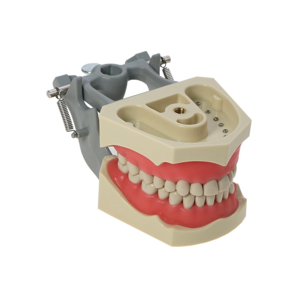 US Columbia Dentoform 860 Type Dental Typodont Model 32pcs Removable Teeth Model