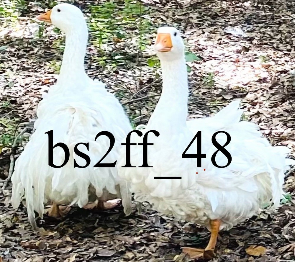 Sebastopol Geese Hatching Egg