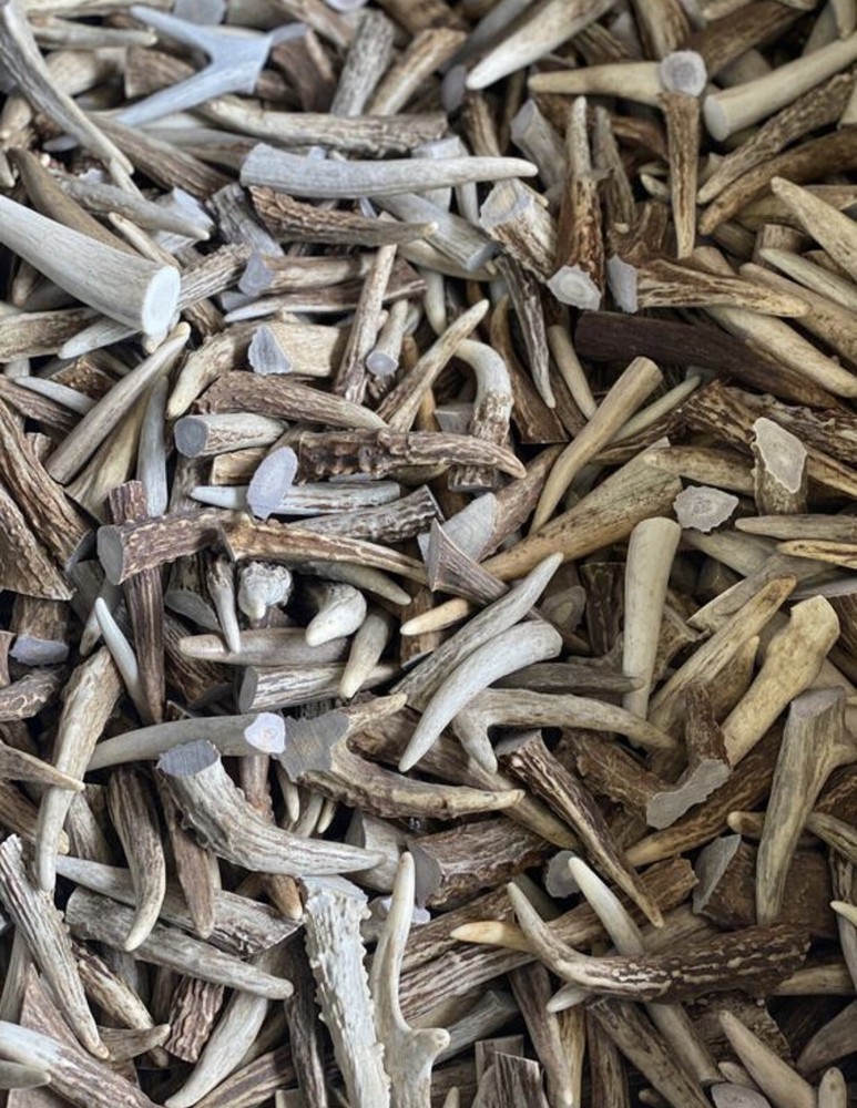 FIVE-PACK (5) LARGE Top Grade Deer/Elk Antler Tips *Not Chews*